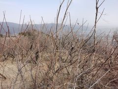 -北京西山国家森林公园