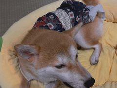 -逗柴咖啡屋·狗咖猫咖宠物桌游