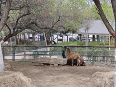 -青藏高原野生动物园