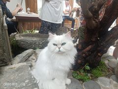 -喵屿·大理花园猫咖