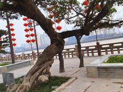 -江心屿景区