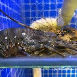 就喜欢这一口、就爱这个味[调皮]