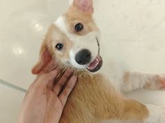 -共舞时光猫咖·狗咖(新街口店)