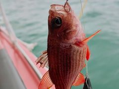 -小猫钓鱼海钓俱乐部(椰梦长廊店)