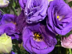 -植物学家的女儿(北马道巷店)