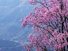 -九皇山景区