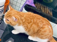 -袖虎猫馆(十亩地店)