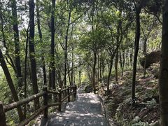 -铁山坪森林公园