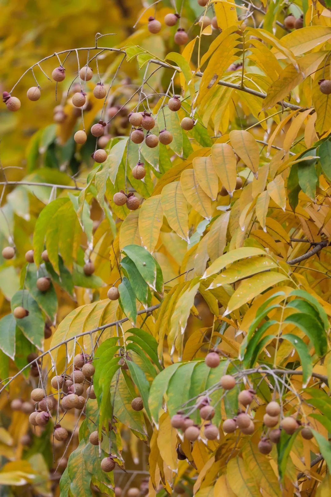 0元玩转这座城
无患子的果子如龙眼,一挂挂,浅黄色