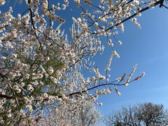 -桃花堤公园