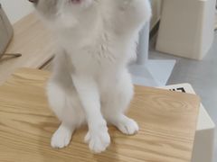 -有喵·猫咖·狗咖·30几只猫10只小狗(岗厦店)