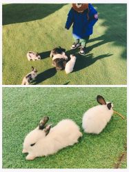 -萌宠亲子动物乐园(槐房万达店)