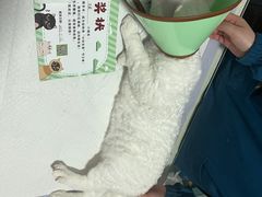 -守诺宠物医院·眼科· 特色牙科·异宠专科(虹口店)