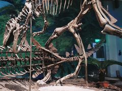 -自贡恐龙博物馆