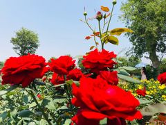 -武汉紫薇都市田园