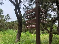 -日照海滨国家森林公园