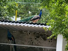 -丽泽山庄·生态怀柔菜·虹鳟鱼(红螺寺店)