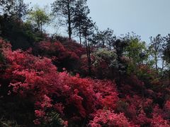 -木兰云雾山