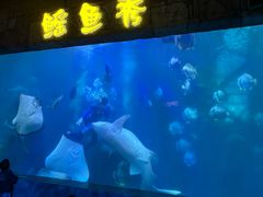 -合肥海洋世界