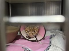 -御宝贝·A梦猫科宠物医院(国际猫友好医院)