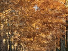 -黄海国家森林公园