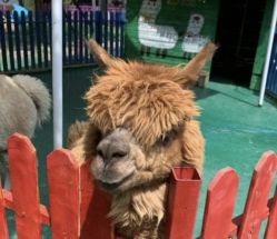 -萌宠亲子动物乐园(槐房万达店)