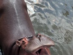 -海南热带野生动植物园