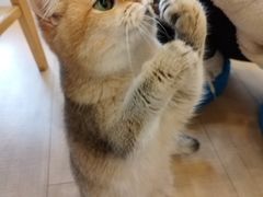 -Let's go狗咖·猫咖·奶狗·桌游(春熙路IFS店)