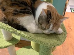 -猫小院猫主题餐厅(三里屯店)