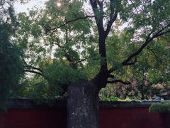 -天宁寺