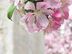 -海棠花溪(元大都城垣遗址公园)