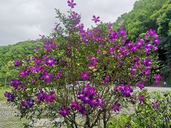 -广州市帽峰山景区
