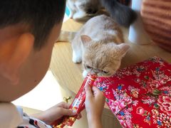 -飞行喵MR PILOT|猫舍·猫咖(静安大融城店)