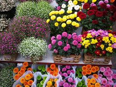 -秦美花卉(天朗·莱茵小城2期店)