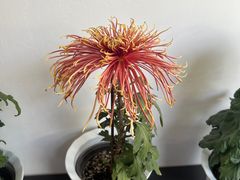 -杭州植物园