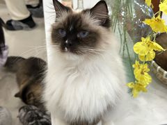 -共舞时光猫咖·狗咖(新街口店)