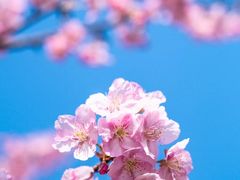 -顾村公园