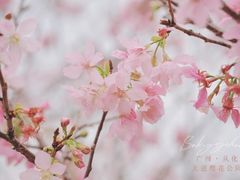 -天适樱花悠乐园