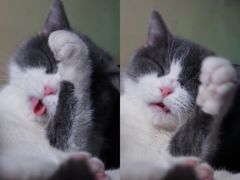 -猫咪博物馆(顶澳仔猫街店)