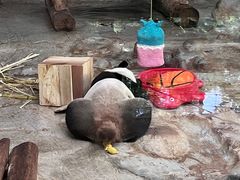 -海南热带野生动植物园