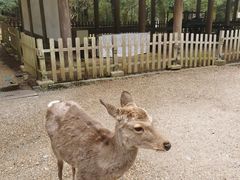 -奈良公园