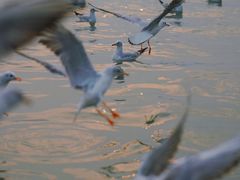 -暨阳湖生态园