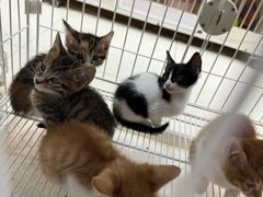 -青石桥花鸟鱼虫市场(叠翠城店)