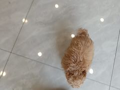-瑞鹏宠物医院·骨科·猫科·内科(第一中心)