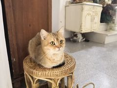 -共舞时光猫咖·狗咖(新街口店)