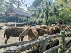 -海南热带野生动植物园