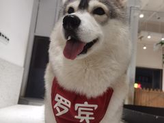 -Husky Go!哈士奇体验馆·宠物咖啡厅狗咖