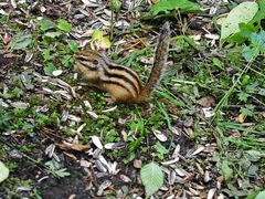 -五营红松林海景区