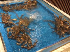 水产区-蟹将军·松叶蟹和牛日料放题自助(K11店)
