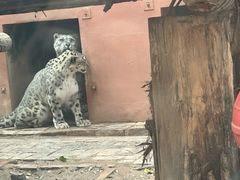 -青藏高原野生动物园